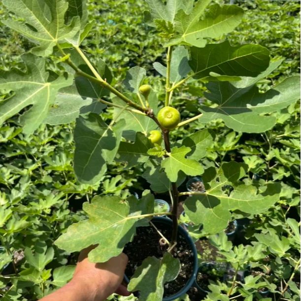 【原盆原土带果】无花果树苗 带青果 波姬红 南方北方种植耐寒耐热