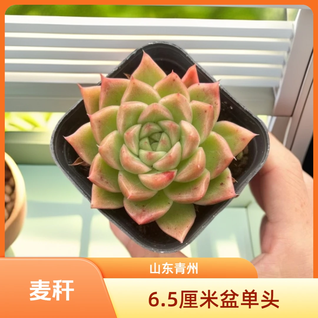 麦秆6.5厘米盆老桩多肉