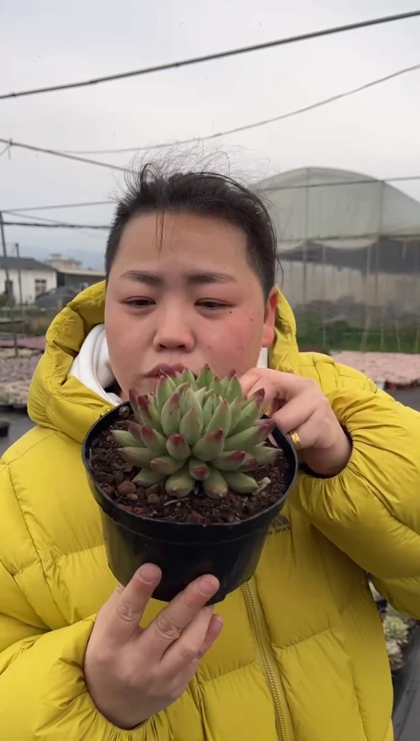 【闪购商品】5-单头二代虞美人带盆土9.99