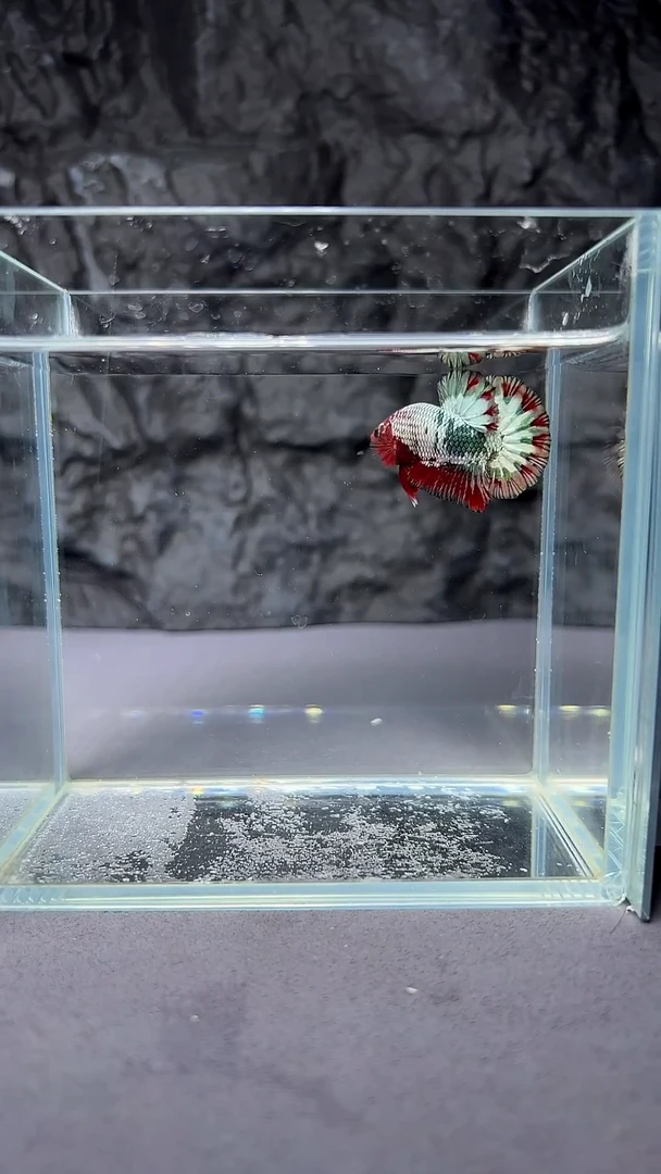 斗鱼竞拍链接A002