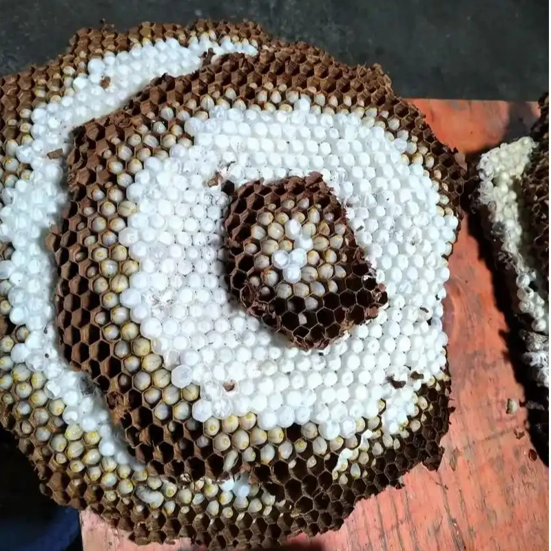 湘西蜂蛹 油炸蜂蛹 半斤装 开罐即食 树蜂 地蜂