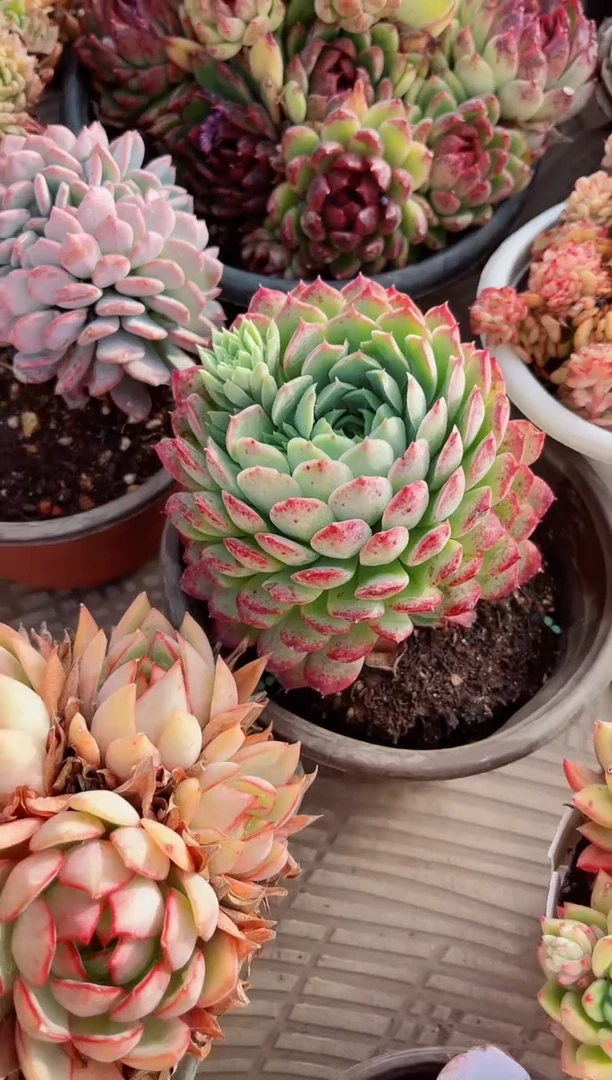 【闪购商品】26138