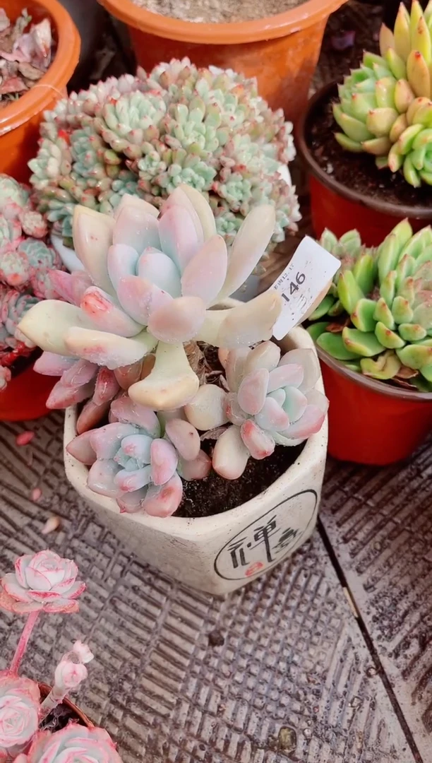 花***宿跃跃精品多肉17146