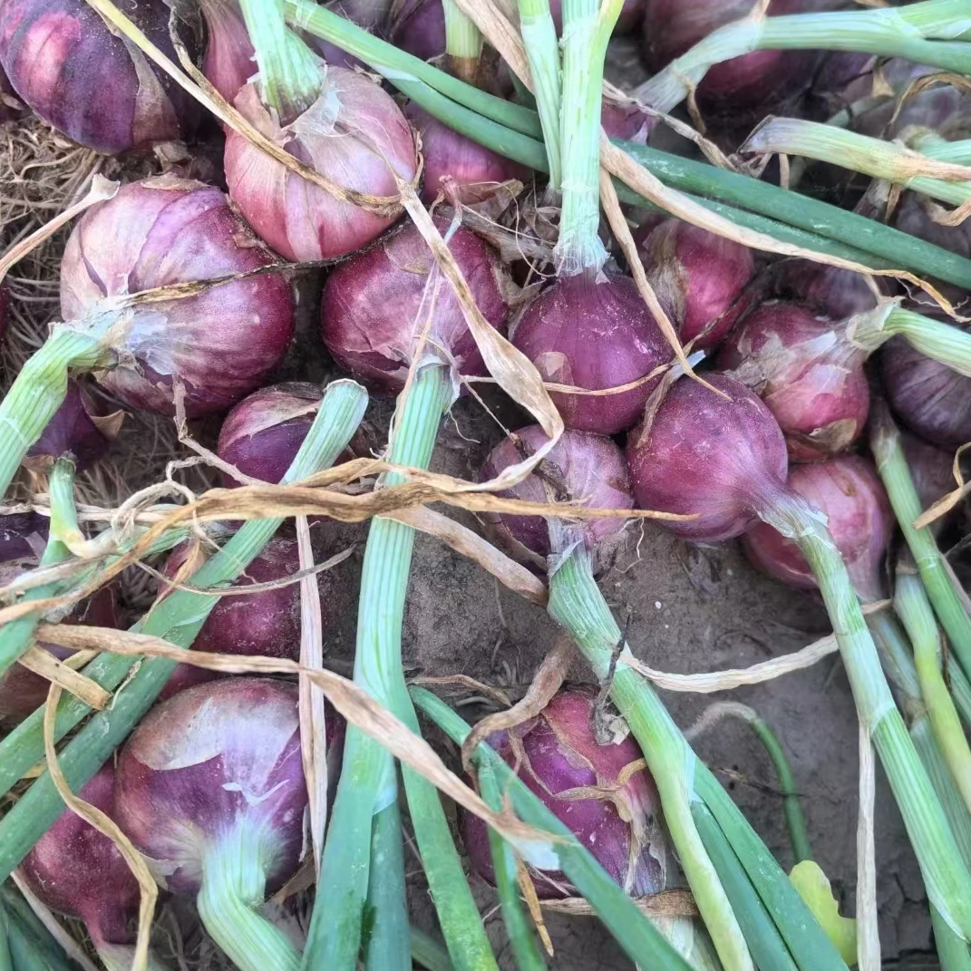 3-4公分【可以生吃】绛紫琉璃水果小圆葱刷新味蕾一口惊艳鲜嫩多汁