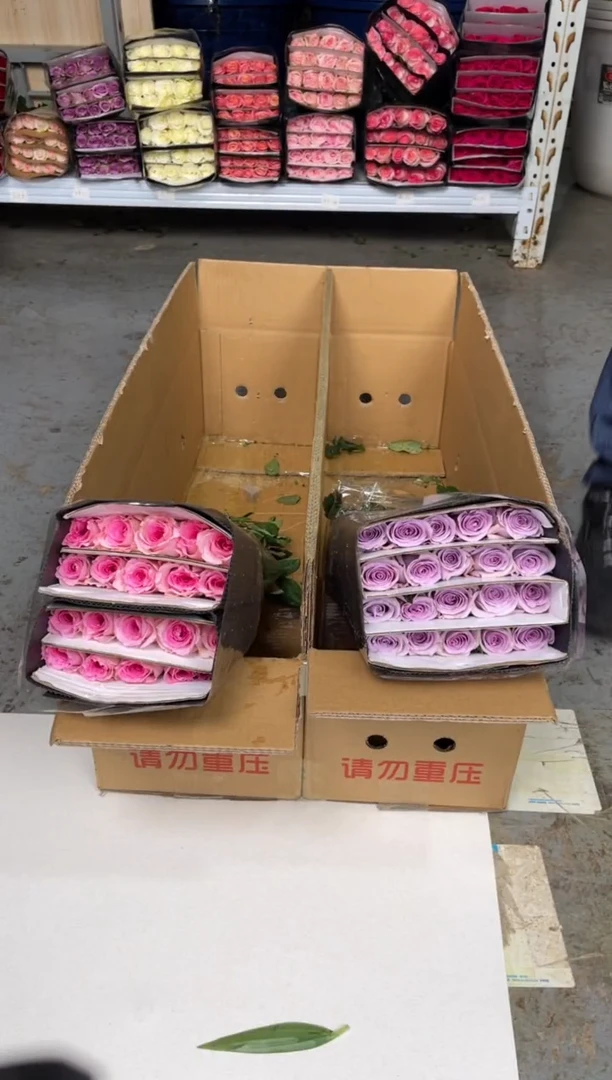 洛神20枝+海洋之歌20枝