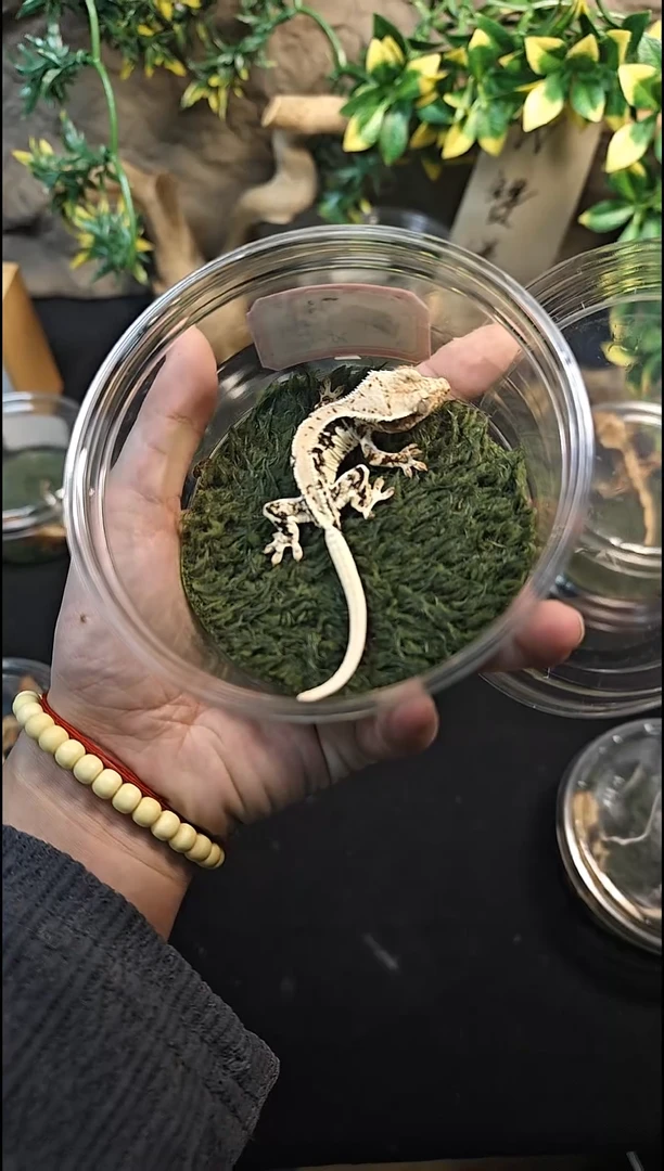 睫角守宫卍25-22黑底莉莉白