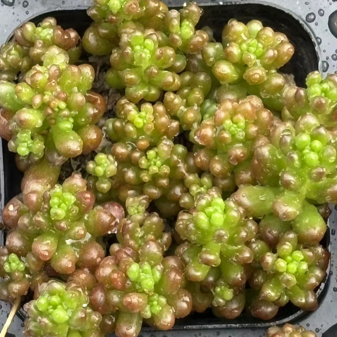 【满19.9元包邮】彩色浆果多肉