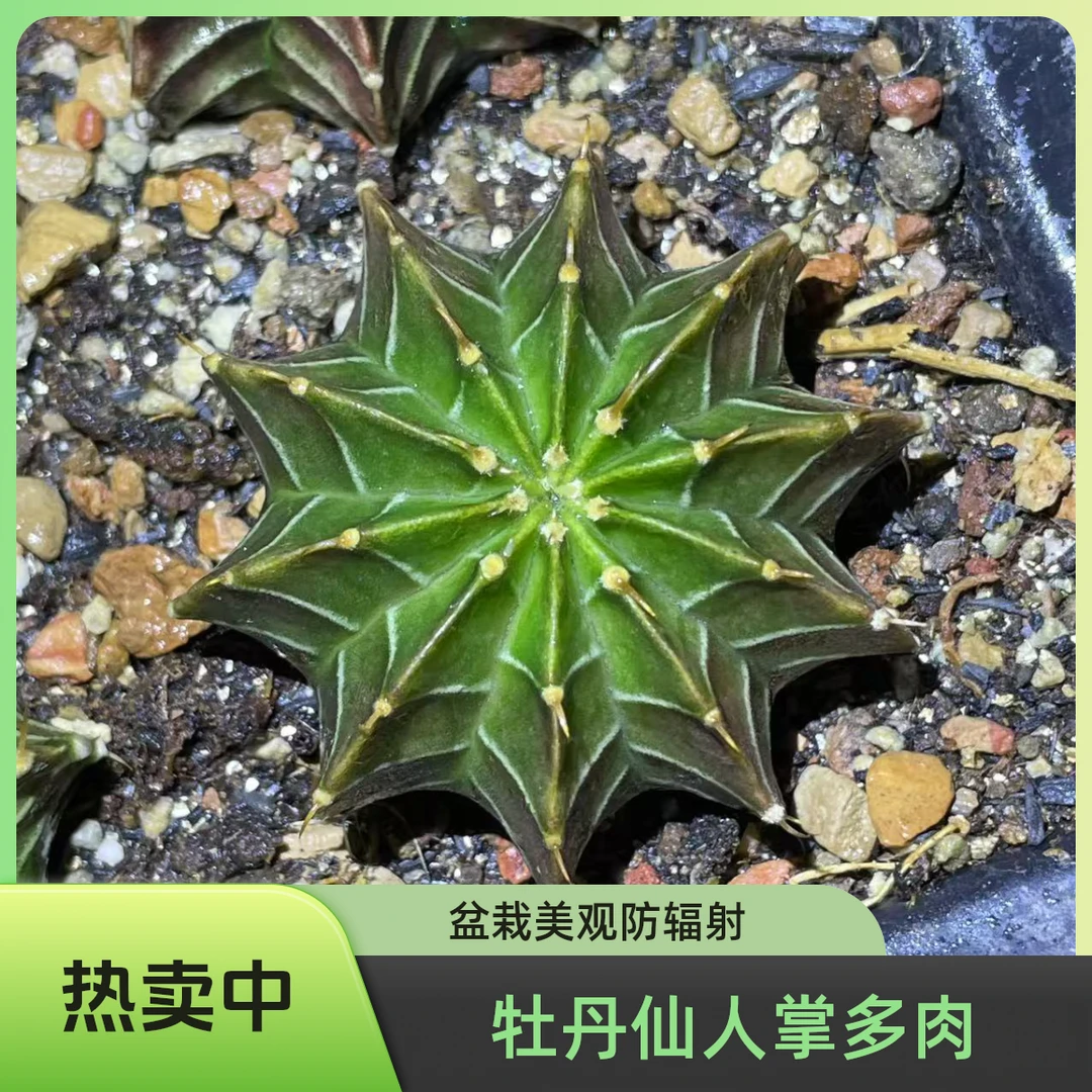 稀有肋骨牡丹仙人球多肉植物室内盆栽防辐射开花