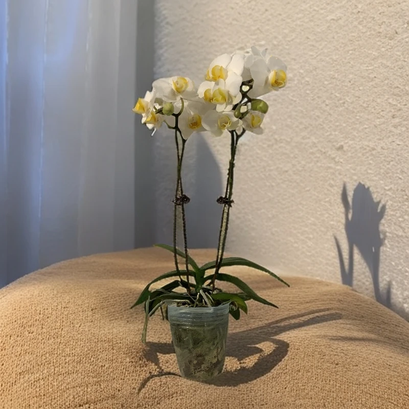 【水仙】蝴蝶兰室内种植观赏送礼带花发货