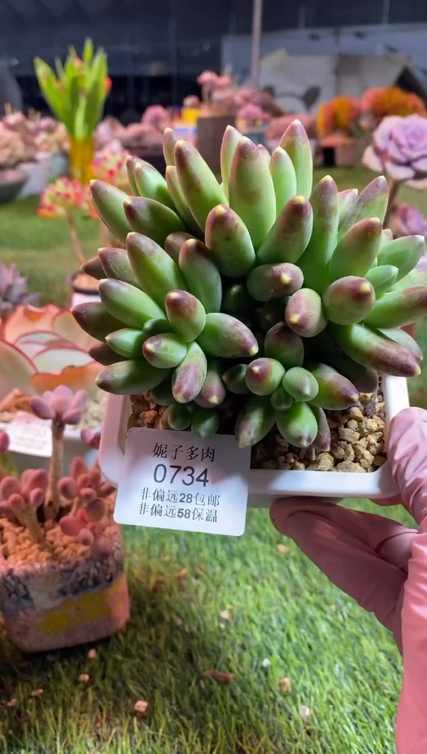 【闪购商品】0734a