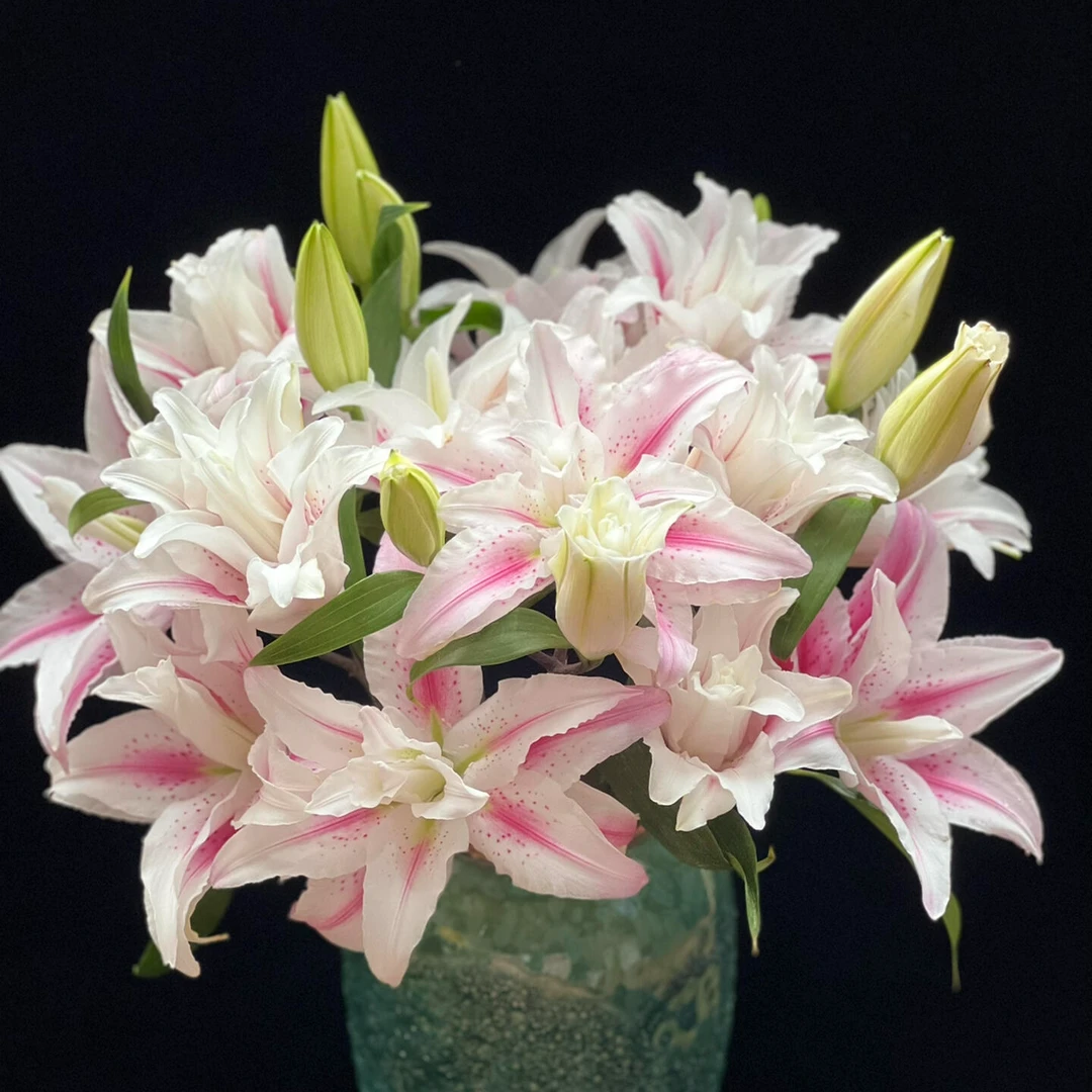 【海星公主】精选海星公主香水百合花束云南鲜花优质鲜切花水培鲜花