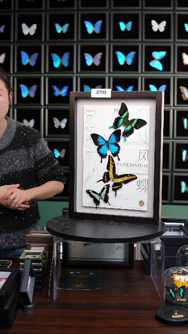蝴蝶标本摆件竞拍H799