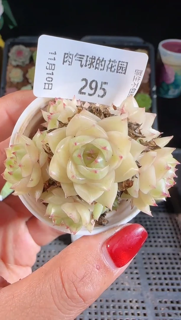 1110-295群生不包整