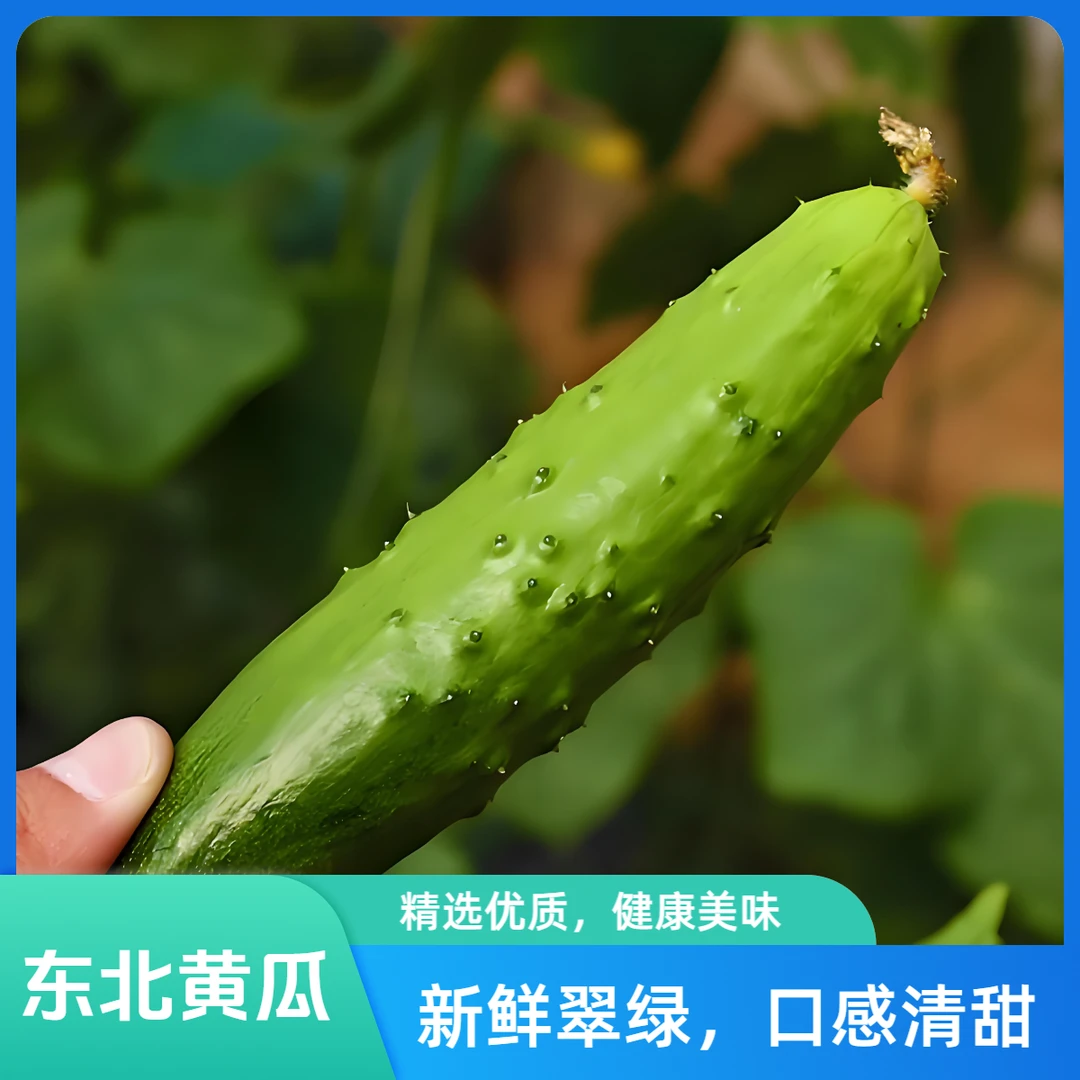 东北旱黄瓜2斤【鲜果现发】顺丰到家
