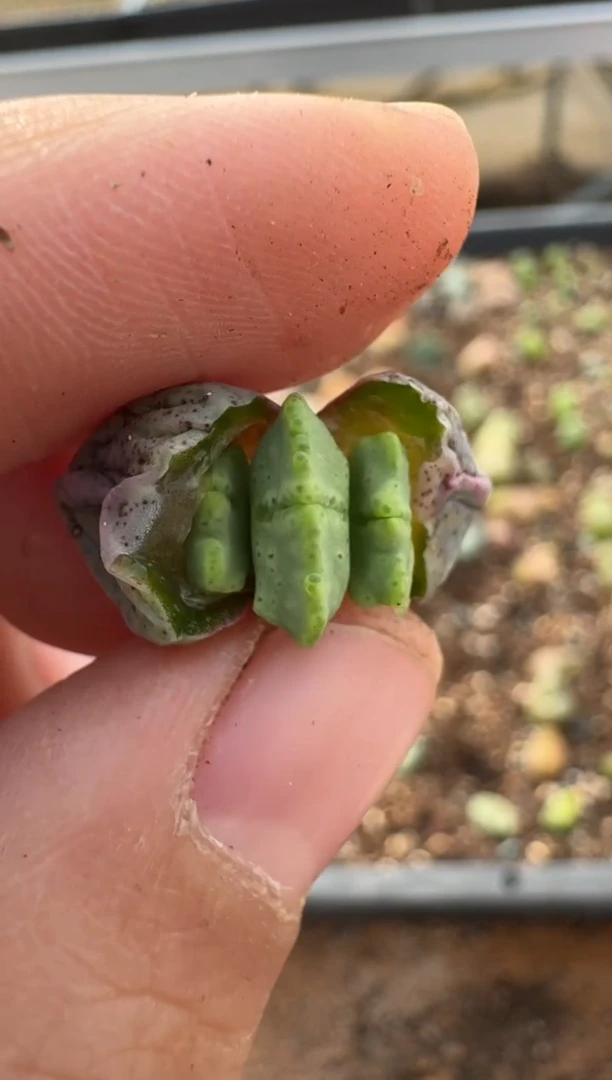 【闪购商品】7-389