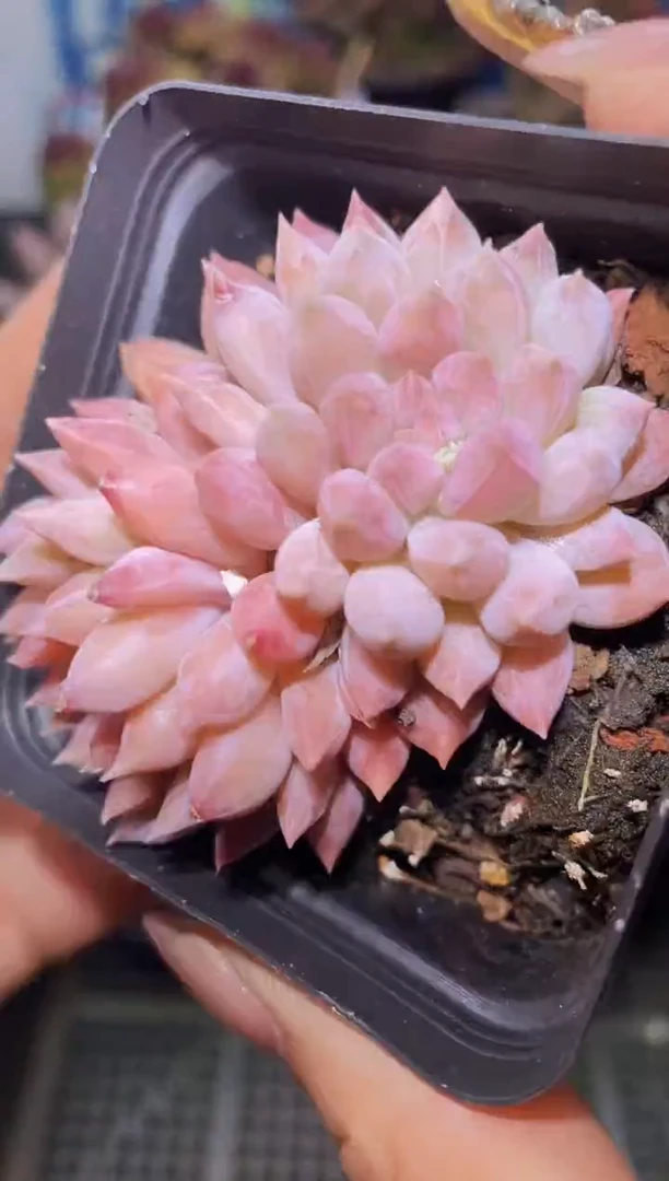 【闪购商品】261奶糖美人