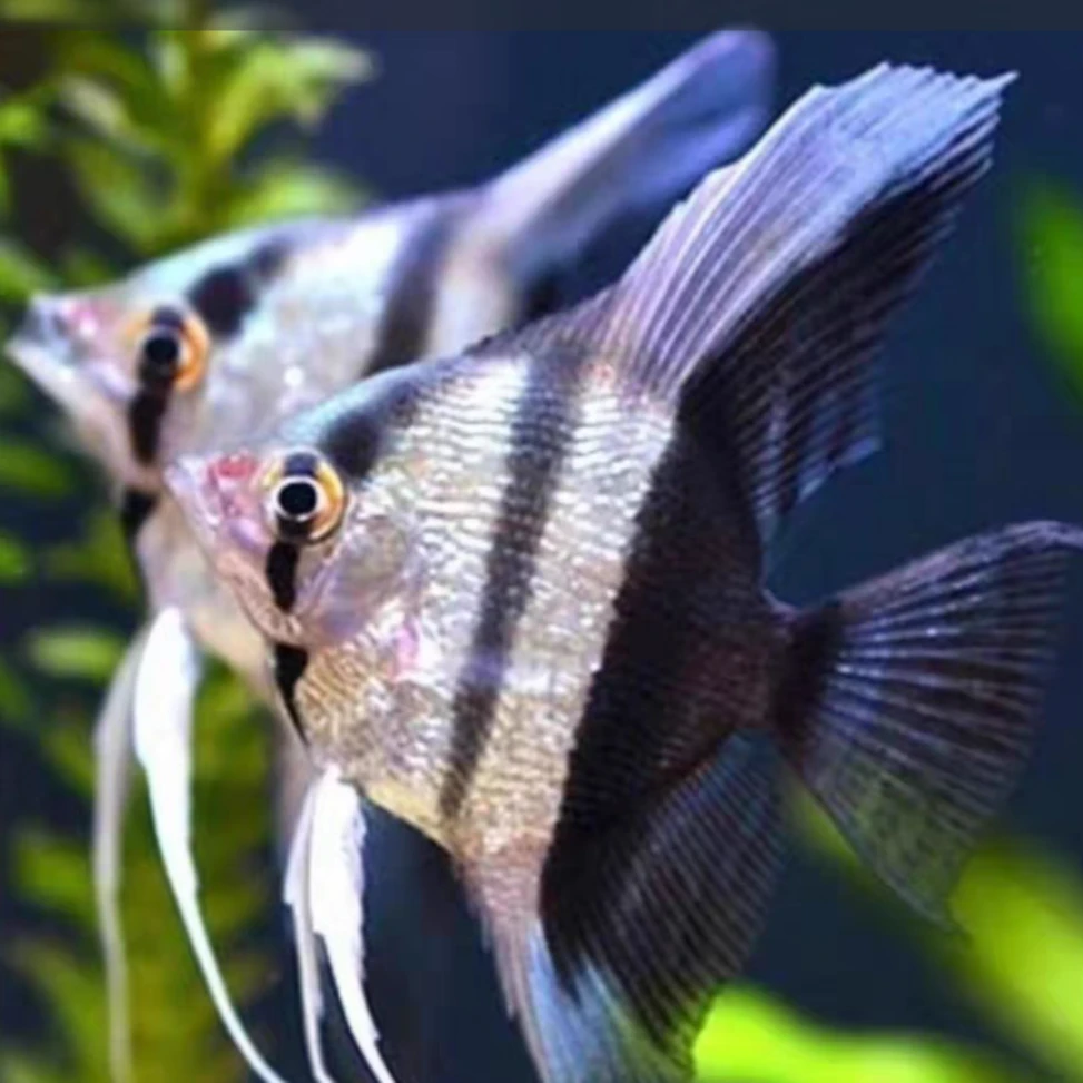 鸳鸯燕  燕鱼  2-3厘米左右