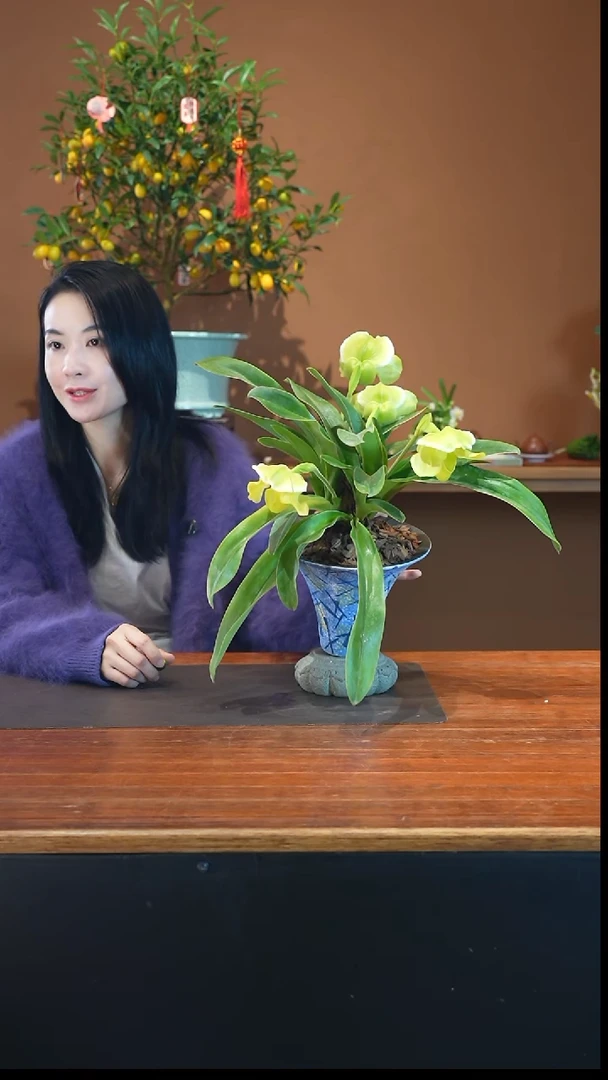 全部花朵兜兰景盆景盆景