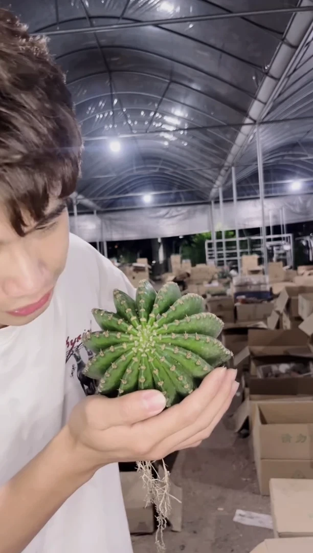 2颗 实生根 席克氏彩草 8-11cm