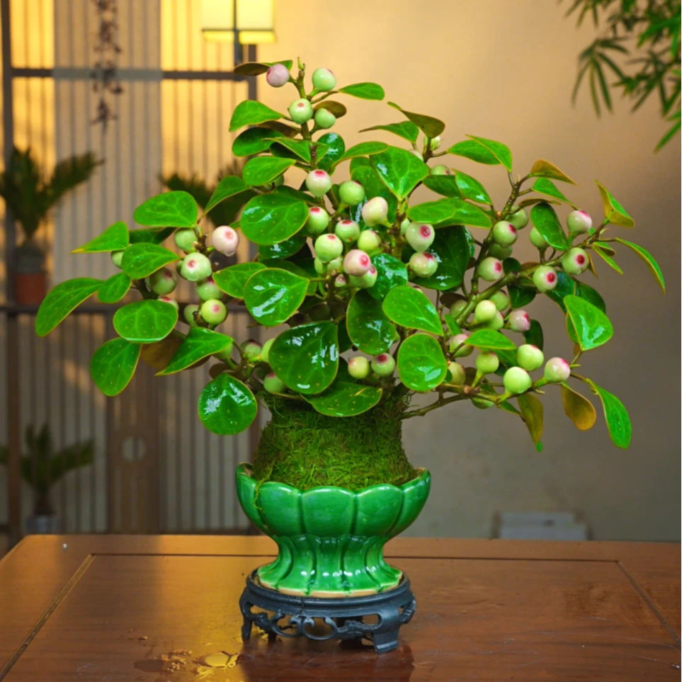 （带果)小盼菩提树植物盆栽好养室内书房办公室绿植新中式茶桌盆栽