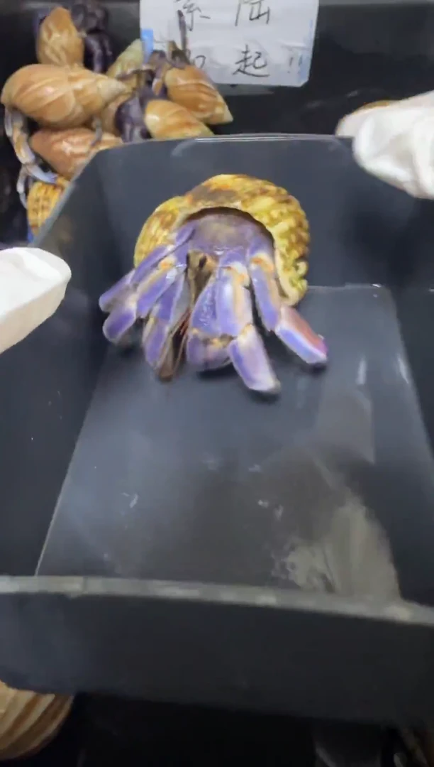 蓝白粉紫陆寄居蟹3.3口