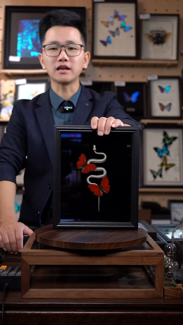 血漪双蝶+蛇骨标本