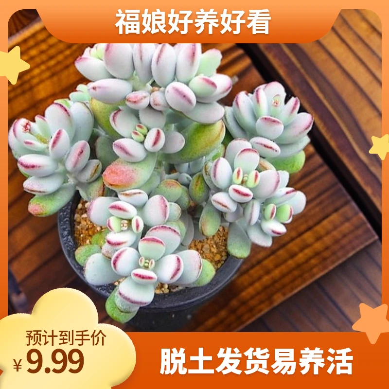 【乒乓福娘】多肉  脱土发 遇见多肉 以直播实物为准
