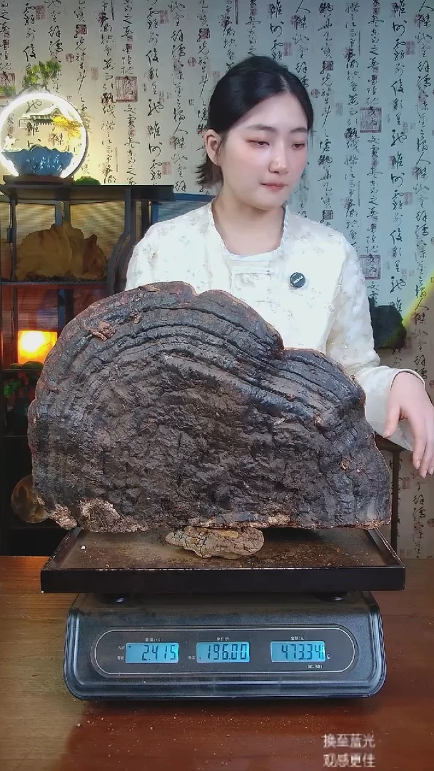 红缘拟层孔菌中国大陆【藏区 野生】红缘树舌（4.7斤）50-60年份