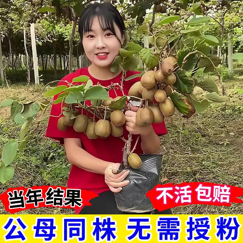 猕猴桃树苗南北方庭院阳台盆栽红心猕猴桃苗四季种植当年结果
