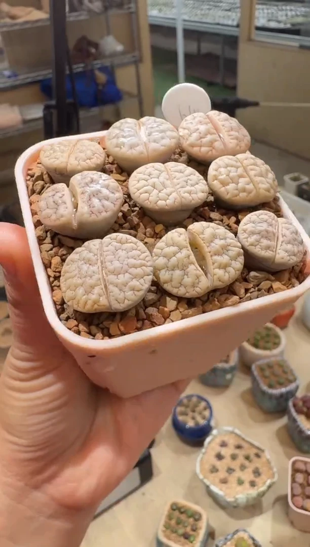 64多肉植物生石花荒玉一颗