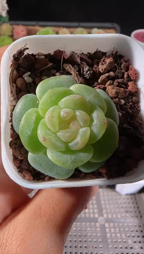 1115-122星月群生不包整