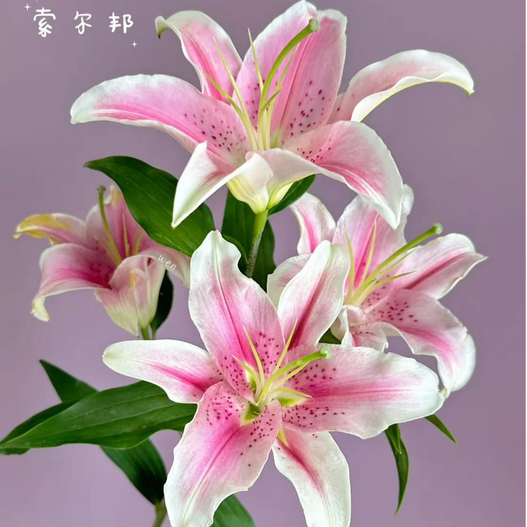 <福利>百合随机送，到店自取，可挑