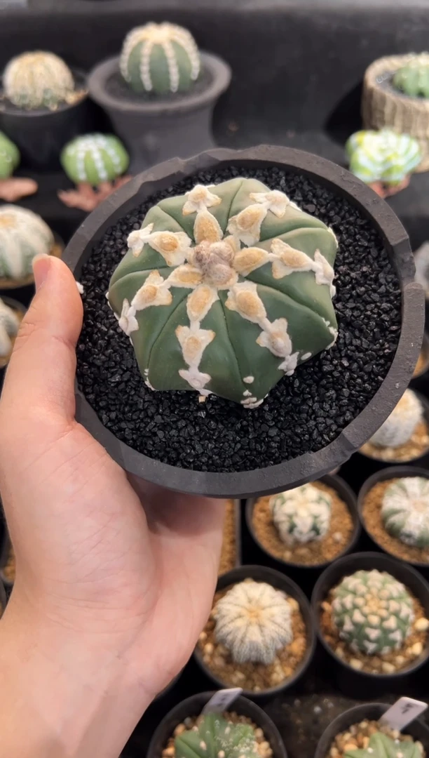 K*实生根星兜编码