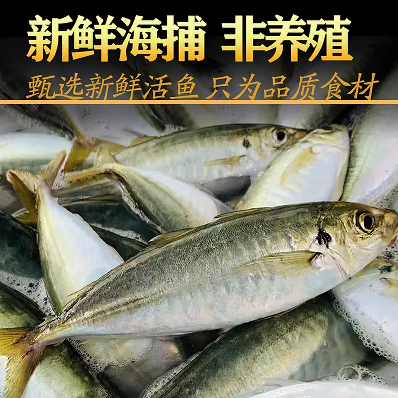 野生海捕 巴浪鱼4-5条左右一斤