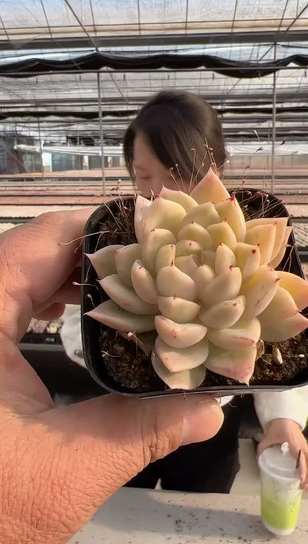 【闪购商品】新款多肉-247