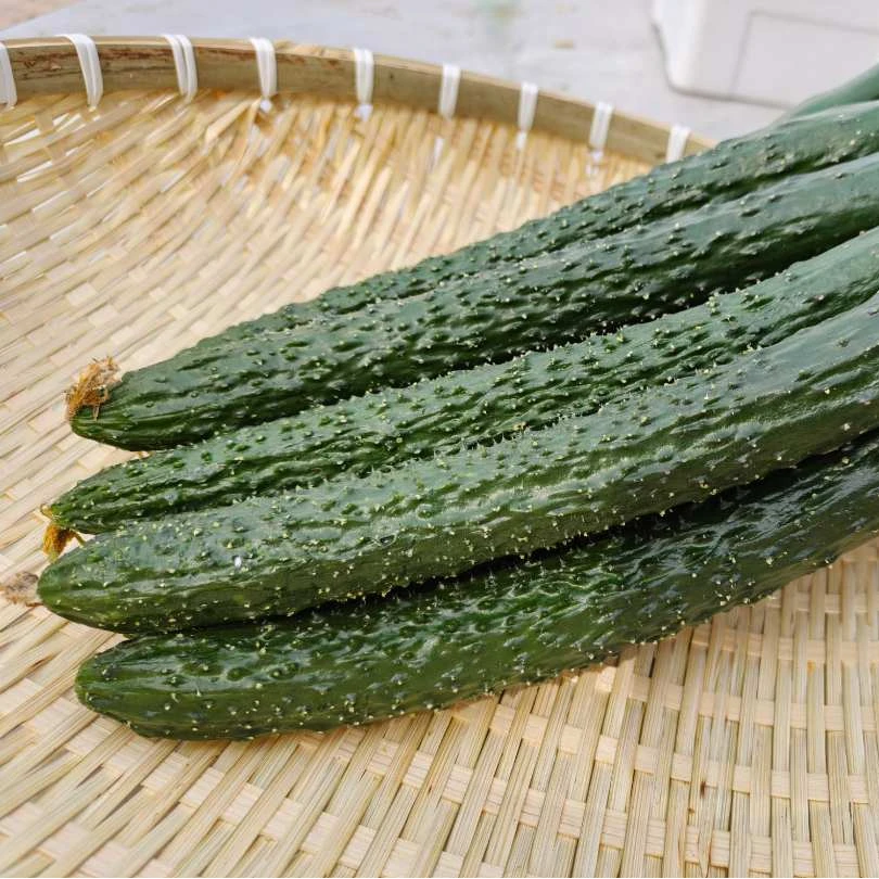【振乡助农】天津本地绿心干花黄瓜，顺丰生鲜次日达，3/5斤装
