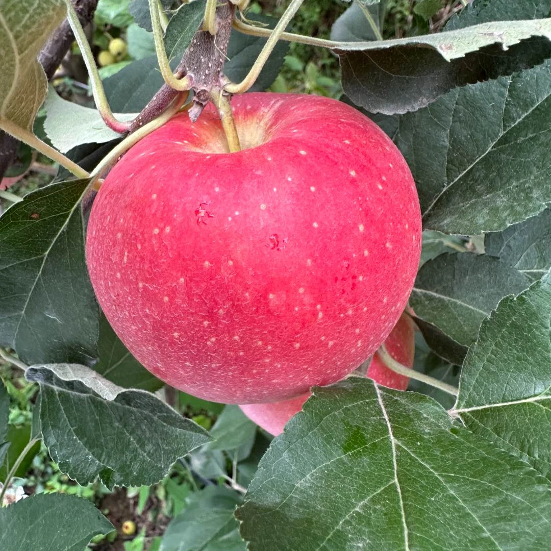 紫玉环新品高端【米奇啦】嘎啦苹果脆甜多汁新鲜当季水果新鲜直达