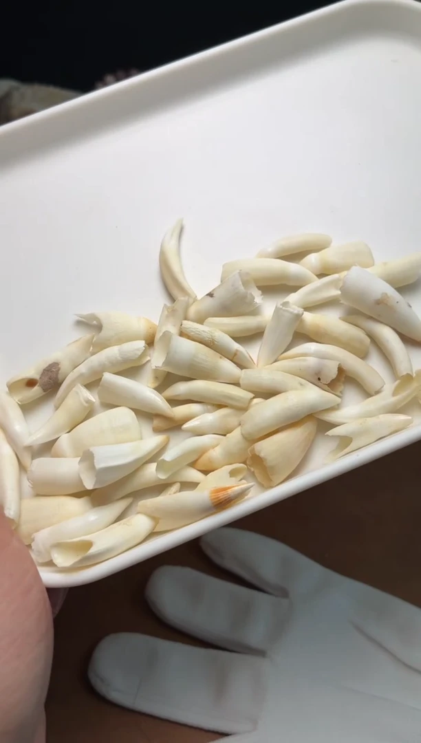 鳄鱼牙吊坠杂件182-鳄鱼牙2个