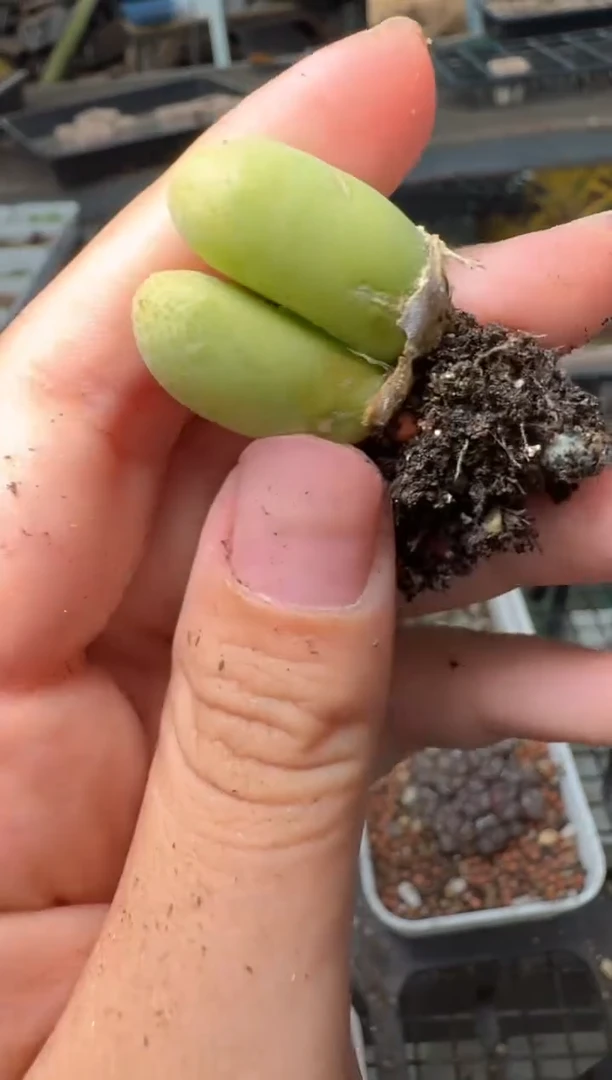 11-200多肉植物肉锥