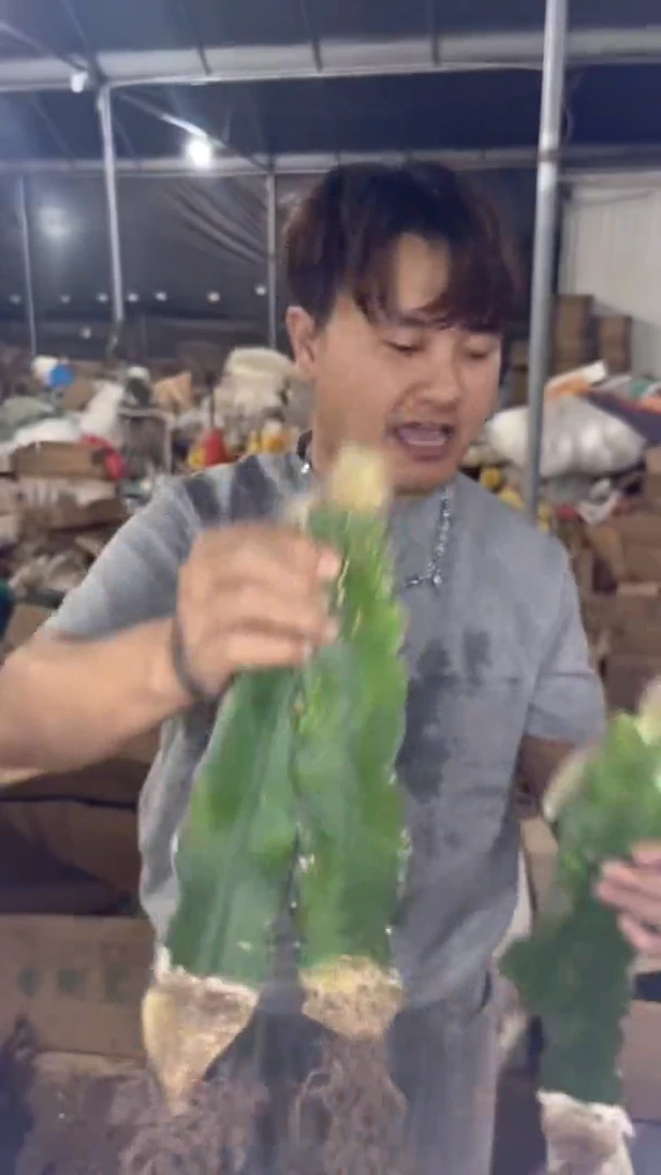 4颗 母本 九尾狐【嫁接】不指定带侧芽