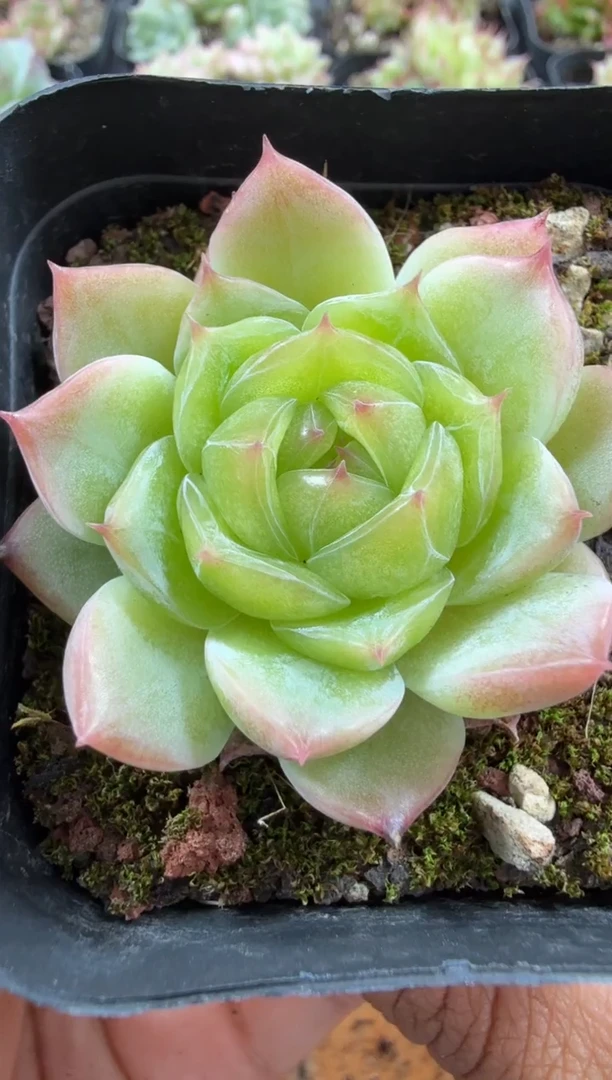 东云多肉园二店-190