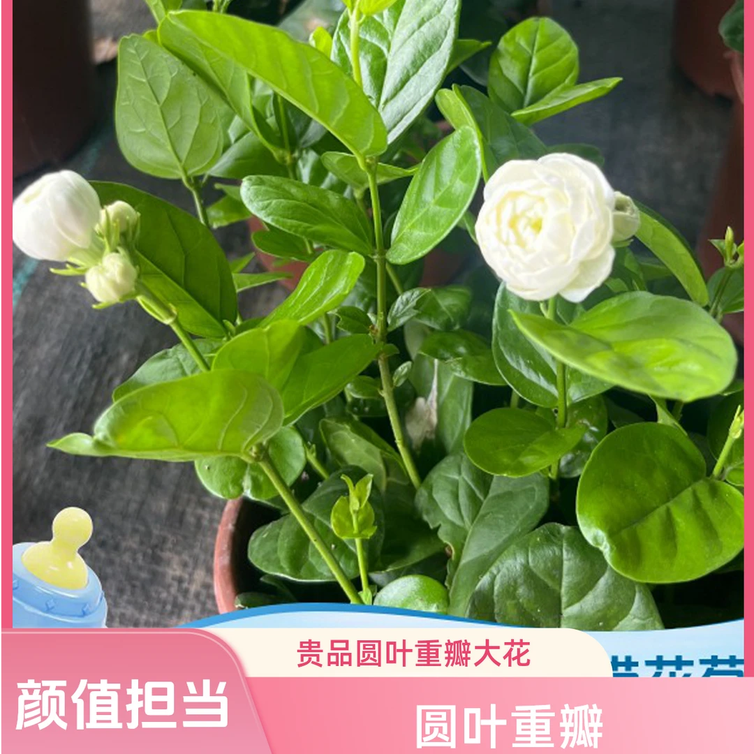 宝珠茉莉-圆叶重瓣大花丛生一盆多颗贵品茉莉花