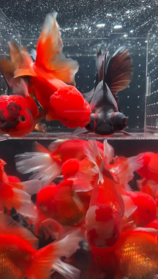 金鱼鱼之源一物一拍链接/无开箱视频不售后