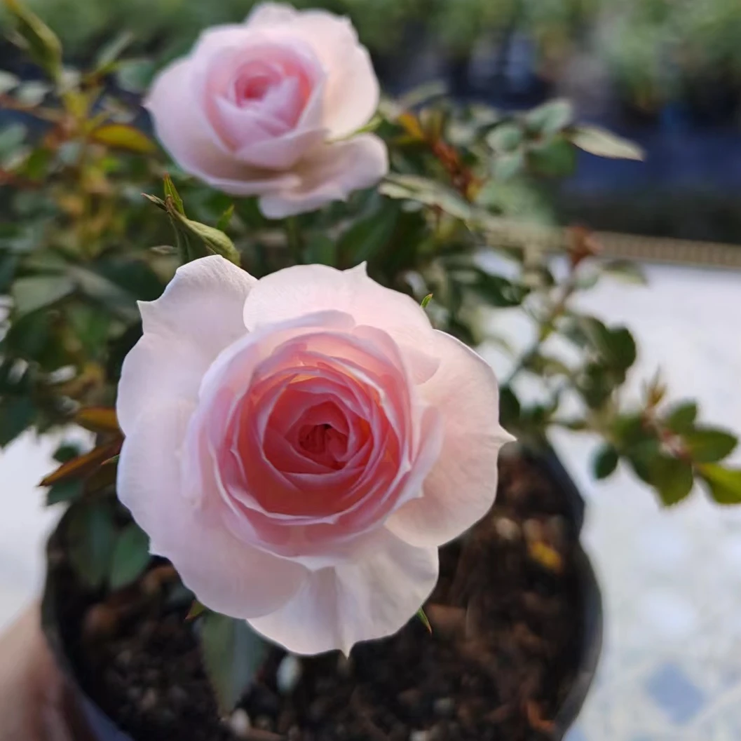 推荐小月季花【超微玛丽】勤花多花微型盆栽四季小苗新手绿植苗