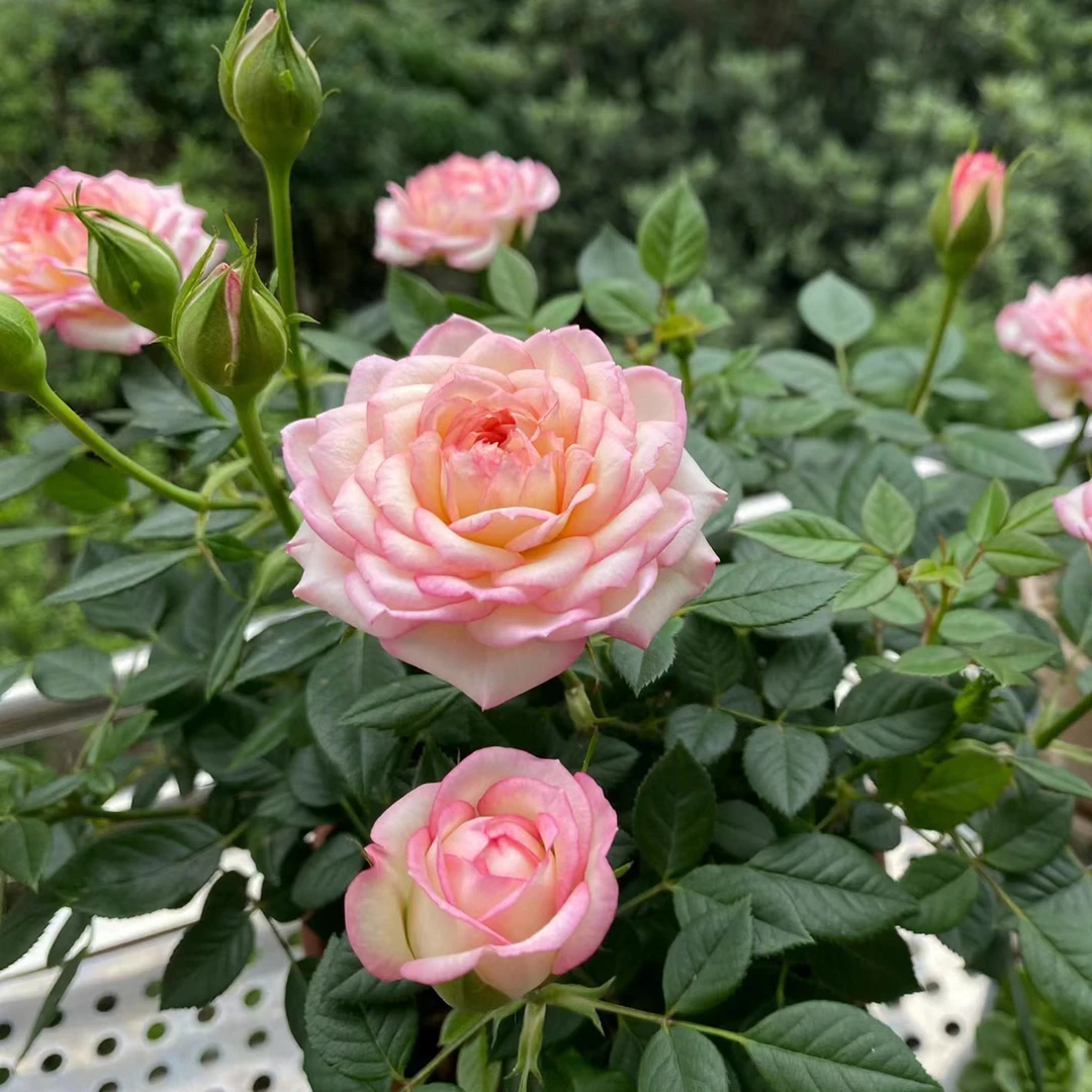 紫凝盛景花园月季粉雨6L棒棒糖盆栽地栽庭院阳台多季节开花