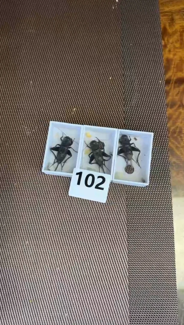 黑虫三只102
