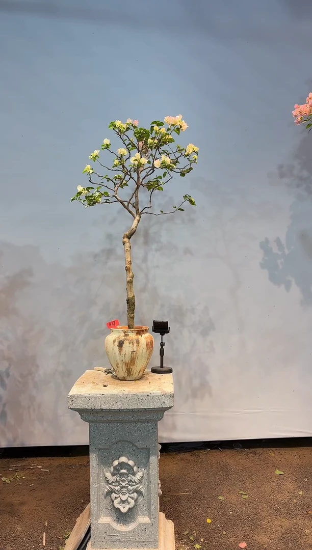 无花朵aa三角梅专场一物一拍37