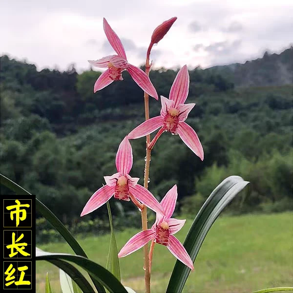 建兰【市长红】兰花建兰系列经典老种红花盆栽四季兰不在花期不带花