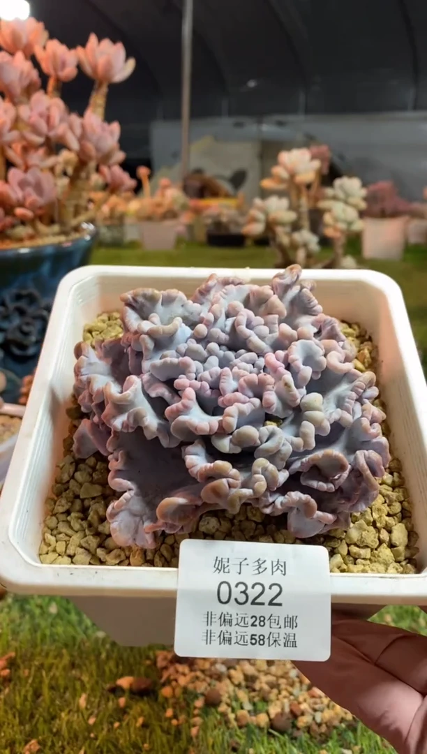 【闪购商品】0322a