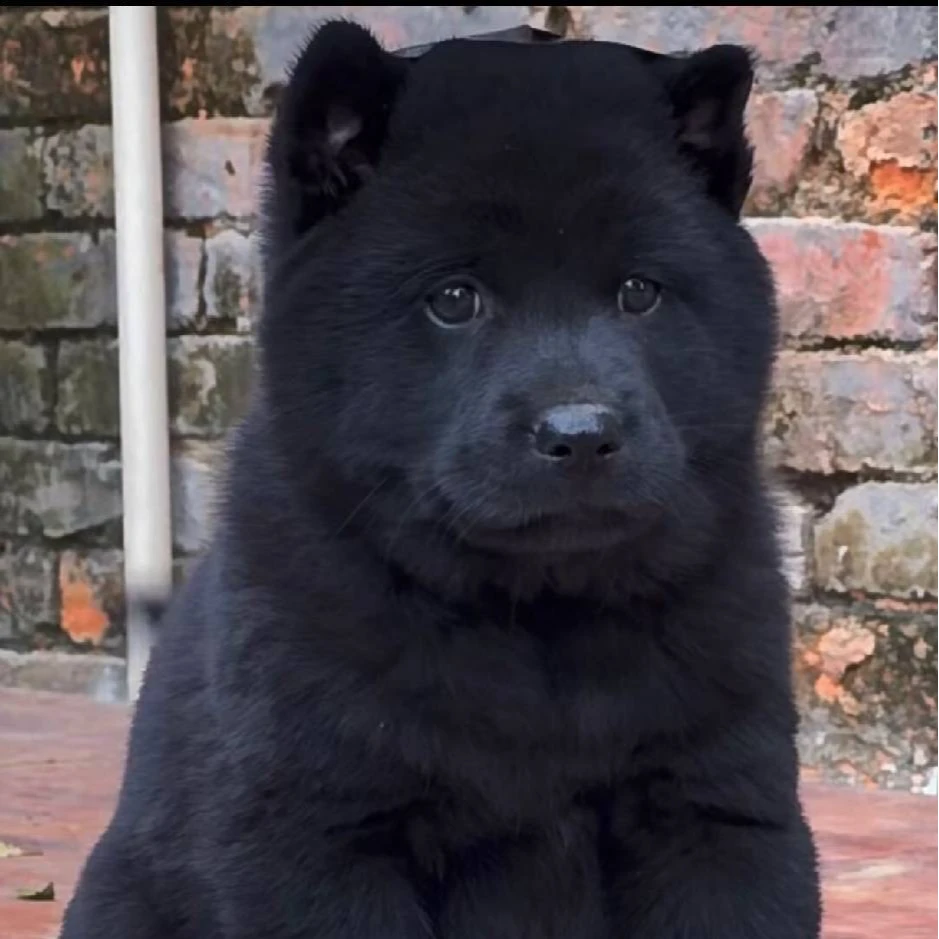 阿妹田园犬代淘五黑五红黄狗白面 白土松（请勿乱拍以直播间为准）